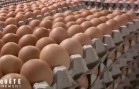 D’où viennent les œufs que nous mangeons ?