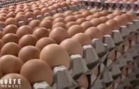 D’où viennent les œufs que nous mangeons ?