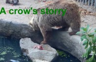 Dans un zoo, un ours sauve une corneille de la noyade