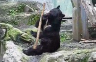 L’ours jongleur ! (vidéo originale)
