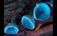 Les 100 plus beaux champignons