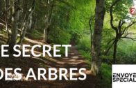 Le secret des arbres – Envoyé spécial – 26 octobre 2017